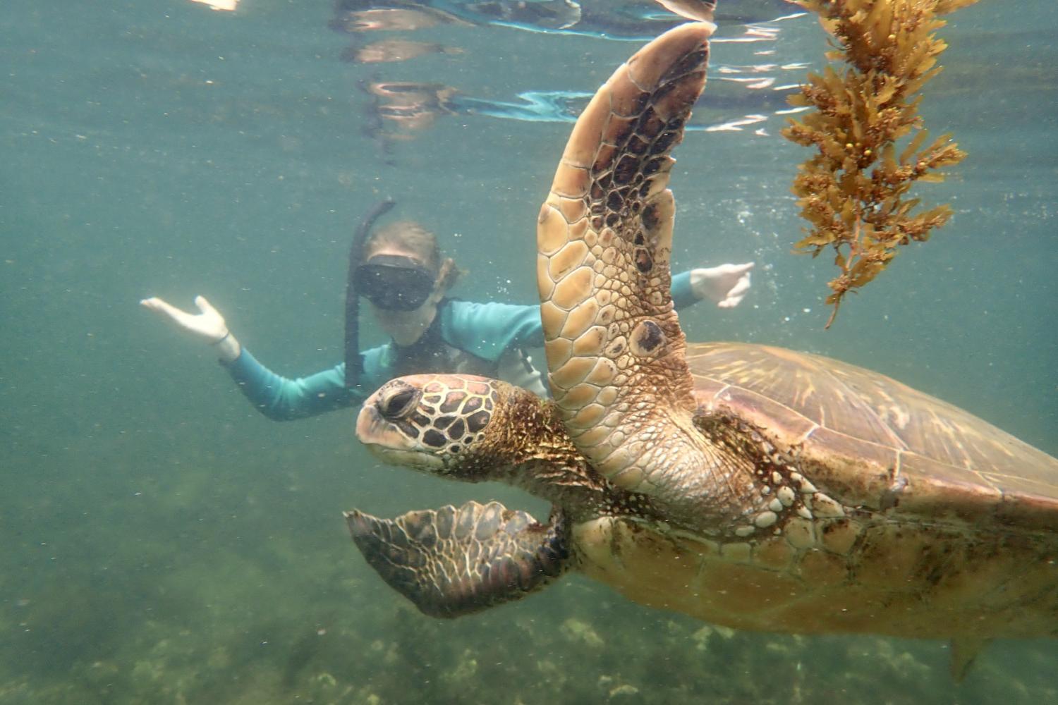 一名<a href='http://rms1.4dian8.com'>bv伟德ios下载</a>学生在Galápagos群岛游学途中与一只巨龟游泳.